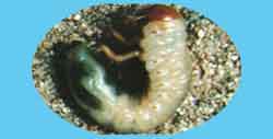 黑皺鰓金龜幼蟲圖