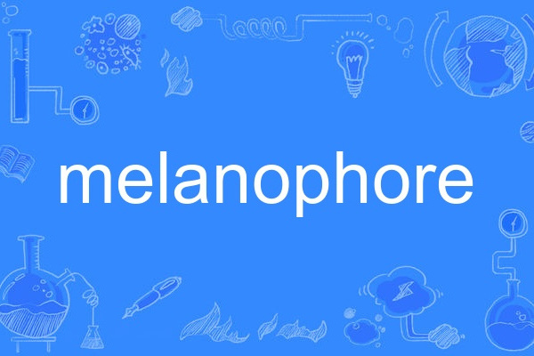melanophore melanophore