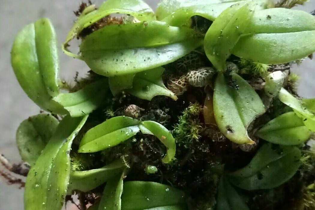 盾柄蘭屬 盾柄蘭屬