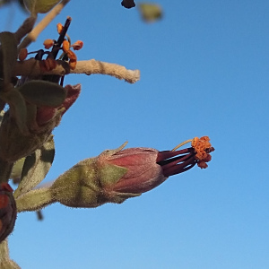 Combretum wattii