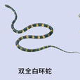雙全白環蛇 雙全白環蛇