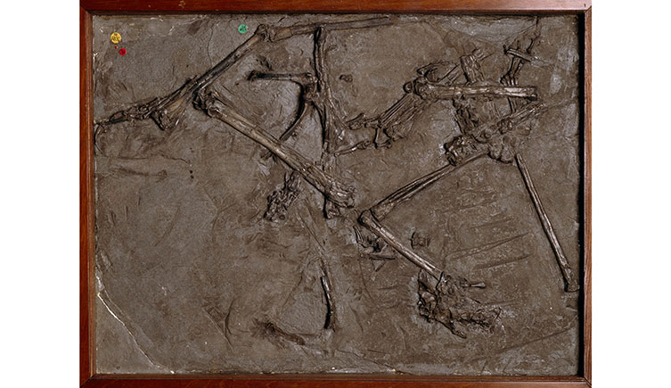瑪麗·安寧發現的翼龍化石