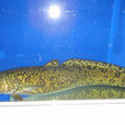 山鱈魚 山鱈魚