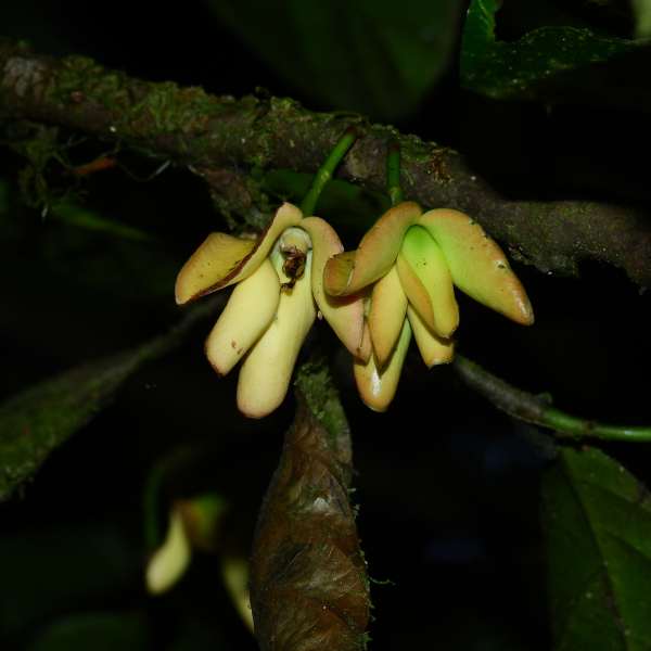 Cremastosperma brevipes