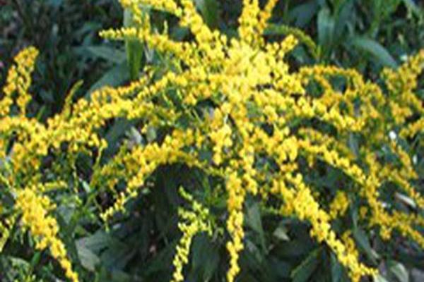 Solidago canadensis Solidago canadensis