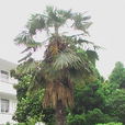 山棕櫚