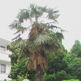 山棕櫚 山棕櫚