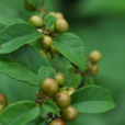 黃茶根 黃茶根