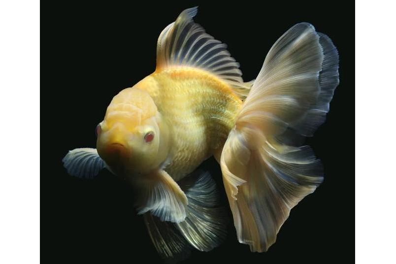 金兔(金魚新品種) 金兔(金魚新品種)