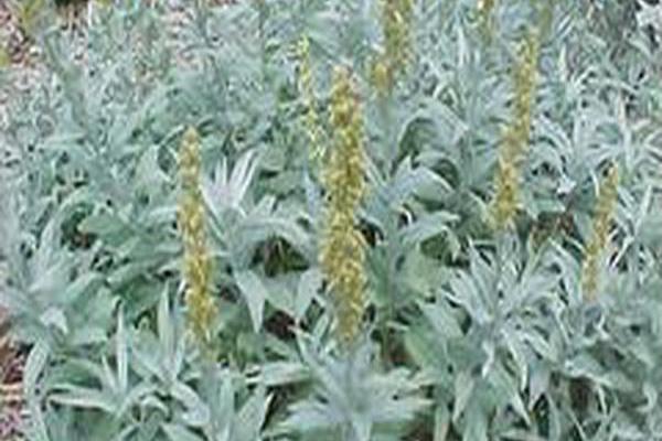Artemisia ludoviciana \x27Valerie Finnis\x27