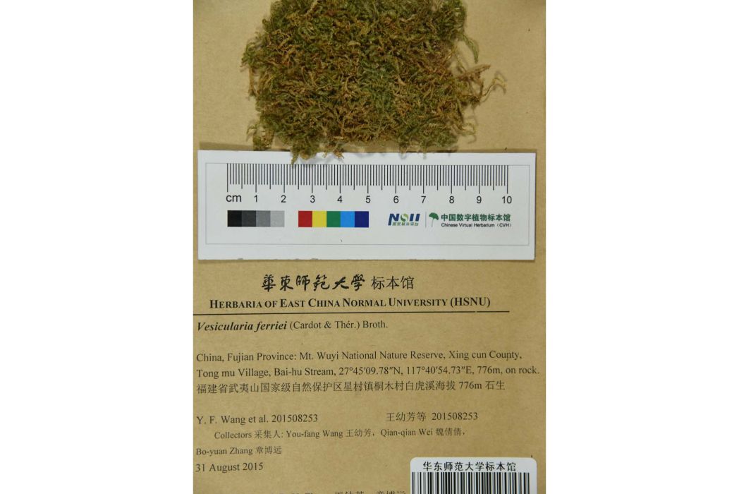 暖地明葉蘚 暖地明葉蘚
