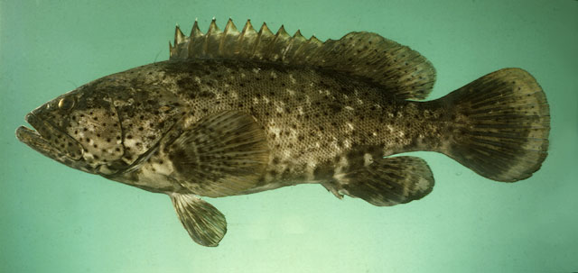 黑帶石斑魚