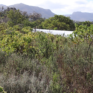Melaleuca diosmifolia