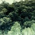 泰加森林