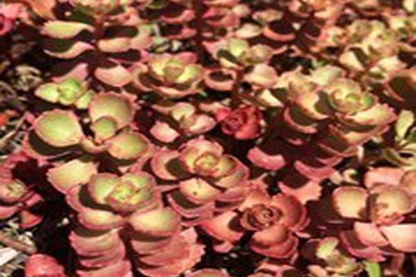Sedum spurium \x27Red Carpet\x27 Sedum spurium \x27Red Carpet\x27