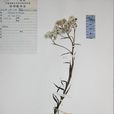 蛛毛香青 蛛毛香青