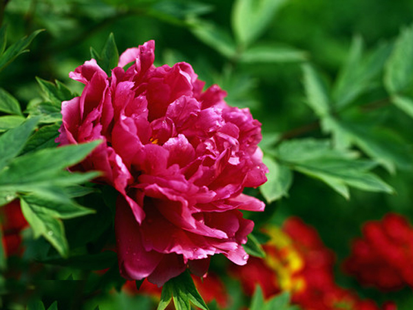 牡丹(芍藥科芍藥屬植物)