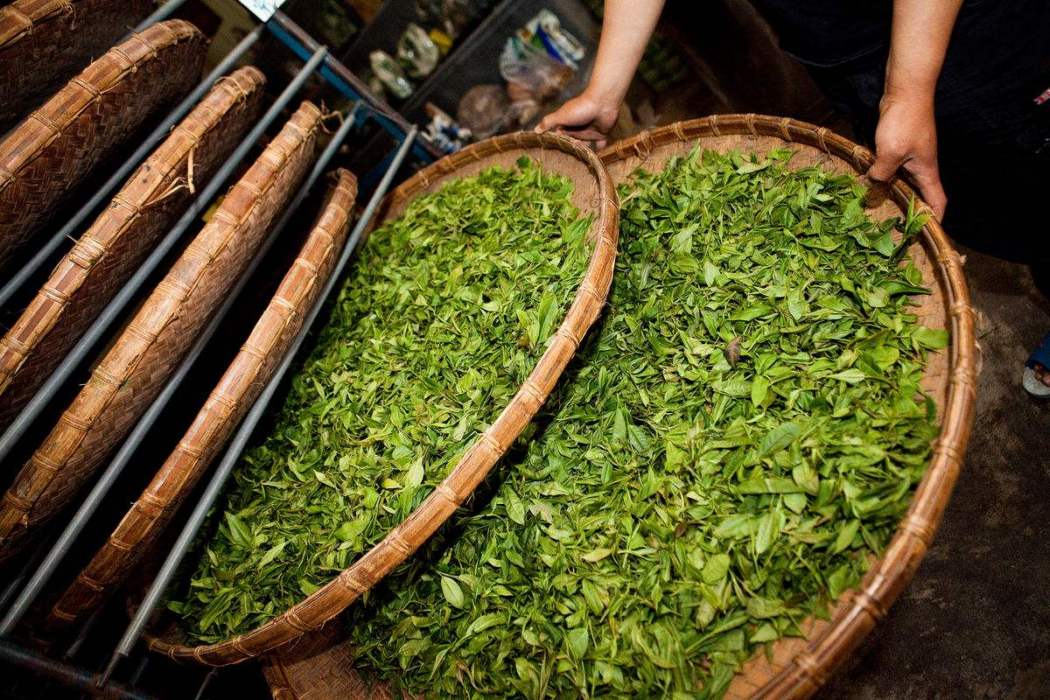 孔坑茶 孔坑茶