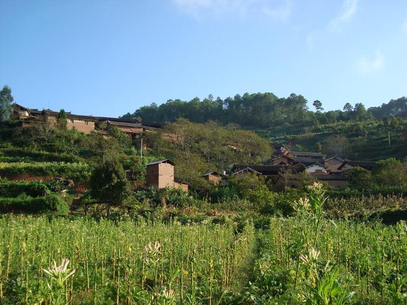 廟房村(雲南省楚雄市大地基鄉廟房村) 廟房村(雲南省楚雄市大地基鄉廟房村)