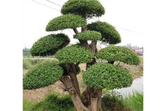 對節白蠟JS-26 對節白蠟JS-26