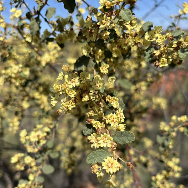 Androcalva luteiflora