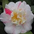 花芙蓉(山茶栽培品種) 花芙蓉(山茶栽培品種)