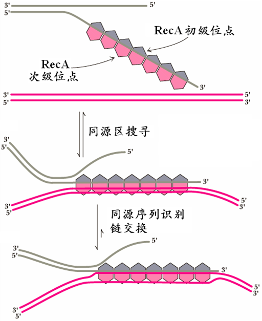 RecA蛋白促進2個雙鏈DNA分子鏈之間的交換