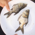 仙骨魚 仙骨魚