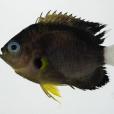 三角光鰓魚 三角光鰓魚