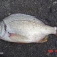 蠟魚 蠟魚