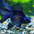 龍種金魚 龍種金魚