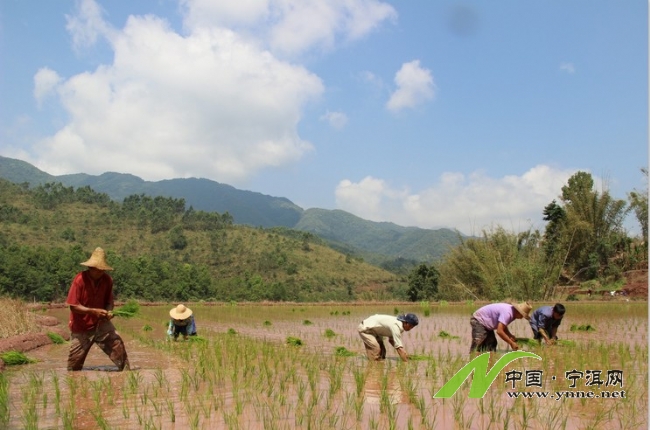 2013年黎明鄉小紅米種植