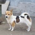 義犬小花 義犬小花