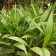 箬蘭(白芨花) 箬蘭(白芨花)