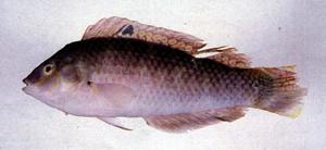 杜氏海豬魚