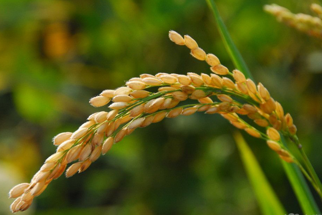 富爾綏稻5號 富爾綏稻5號
