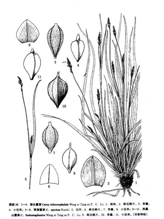鳳凰山薹草(鳳凰山苔草) 鳳凰山薹草(鳳凰山苔草)