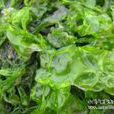 石蓴(石蓴目石蓴科植物)