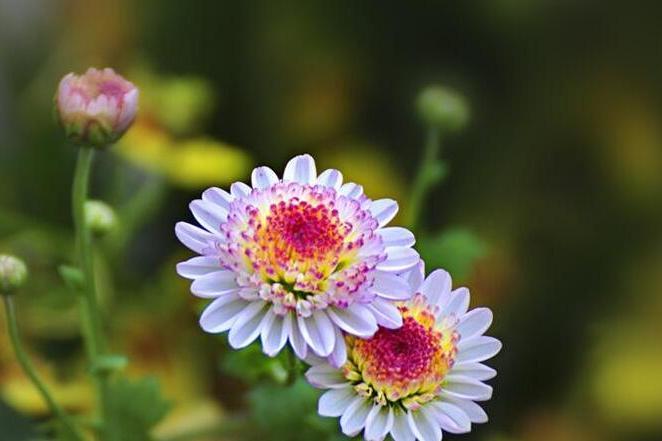 匹菊組 匹菊組