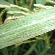 水稻細菌性條斑病