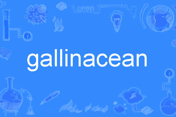 gallinacean gallinacean