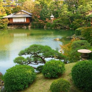 香椿屬