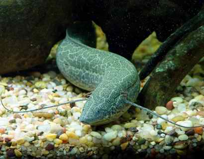 石花肺魚