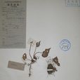 矮小秋海棠 矮小秋海棠