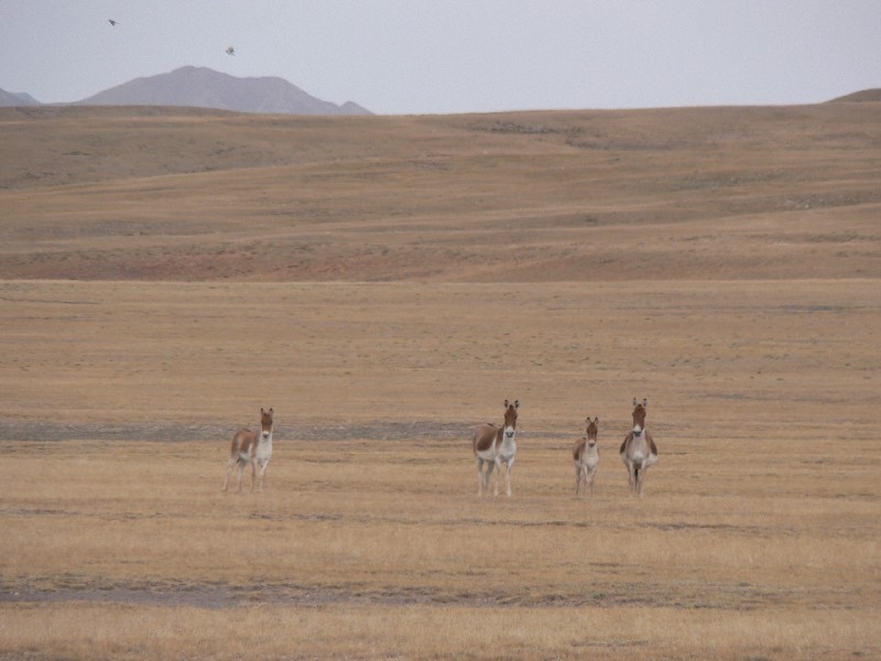 烏拉特梭梭林-蒙古野驢國家級自然保護區