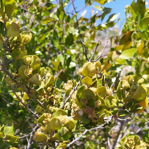 Myrceugenia colchaguensis
