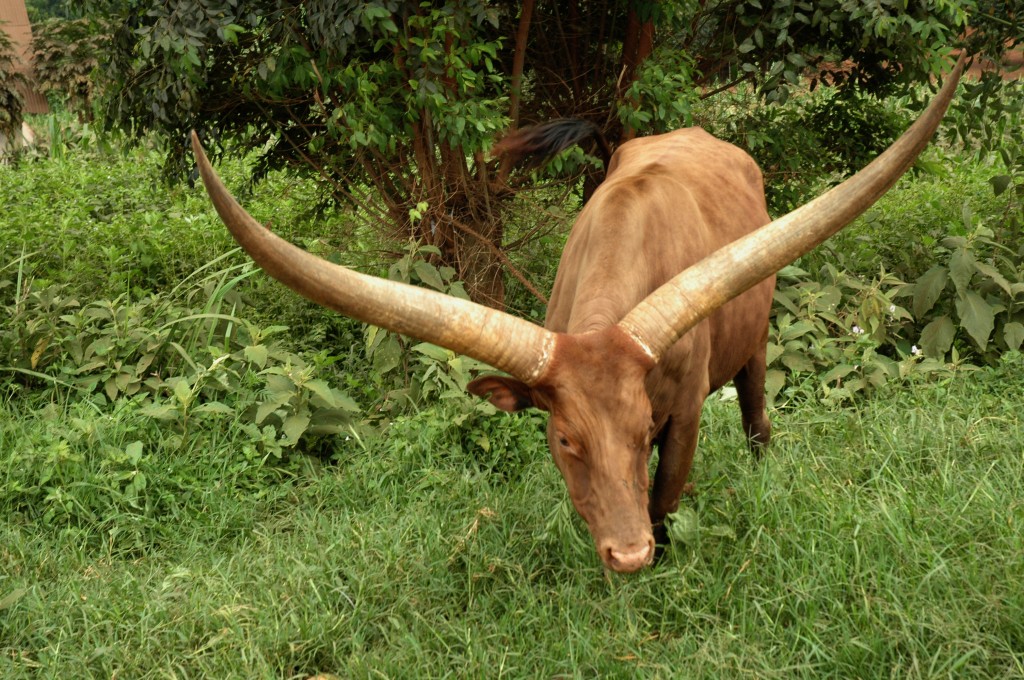 瓦圖西長角牛