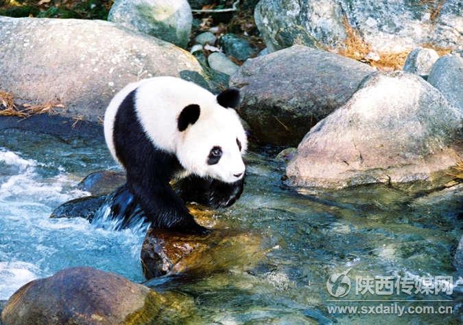 中國熊貓第一縣
