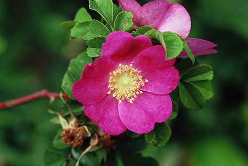 滇邊薔薇 滇邊薔薇
