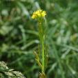 高蔊菜 高蔊菜